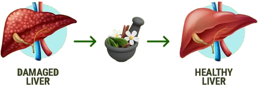 Damaged liver to healthy liver with Ayurvedic treatment